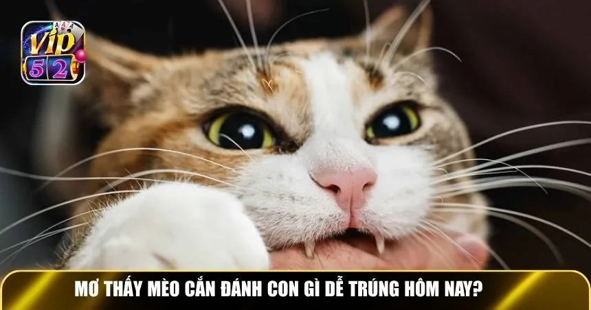 Mơ thấy mèo cắn chọn đánh con gì dễ trúng hôm nay?