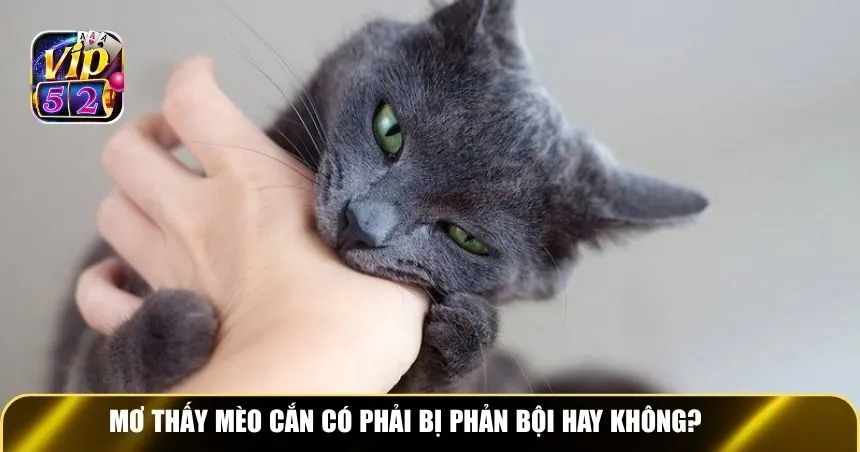Mơ thấy mèo cắn có phải bị phản bội hay không?